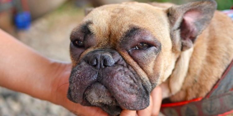Swollen Eyes In Dogs: Symptoms, Causes, & Treatments