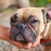 Swollen Eyes In Dogs: Symptoms, Causes, & Treatments