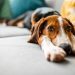 Psyllium For Dogs: Uses, Dosage, & Side Effects