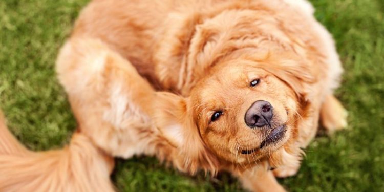 Eczema In Dogs: Symptoms, Causes, & Treatments