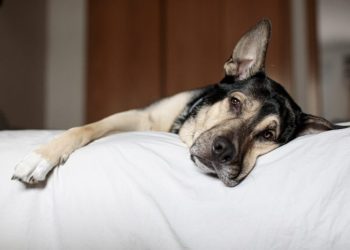 Tagamet (Cimetidine) for Dogs: Uses, Dosage, & Side Effects