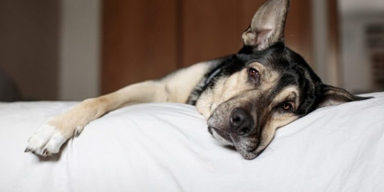 Tagamet (Cimetidine) for Dogs: Uses, Dosage, & Side Effects