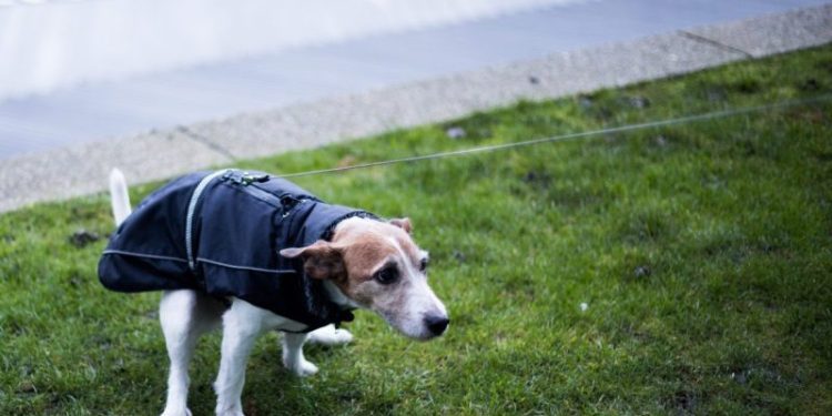 Docusate Sodium for Dogs: Uses, Dosage, & Side Effects