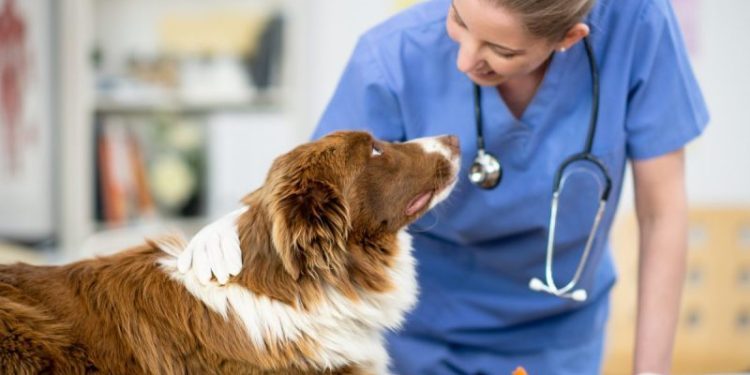 Hyperkalemia In Dogs: Symptoms, Causes, & Treatments