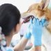 Stomatitis In Dogs: Symptoms, Causes, & Treatments
