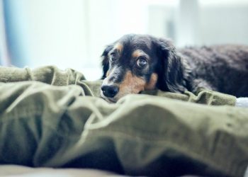 Fluoxetine (Prozac) For Dogs: Uses, Dosage, & Side Effects