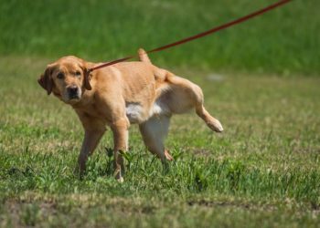 Kidney Infection In Dogs: Symptoms, Causes, & Treatments