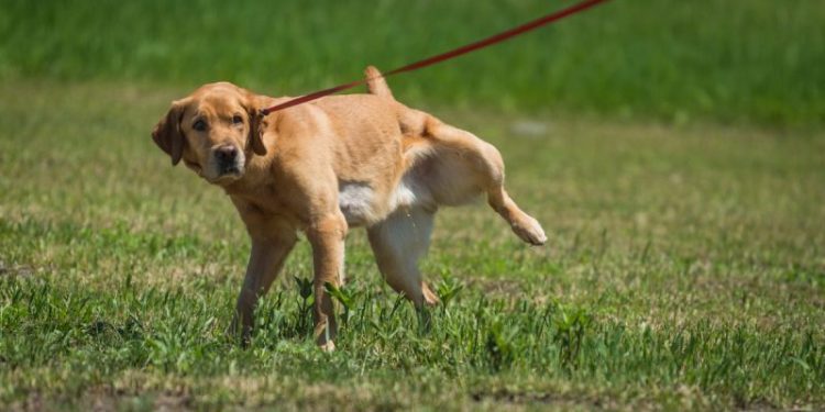 Kidney Infection In Dogs: Symptoms, Causes, & Treatments