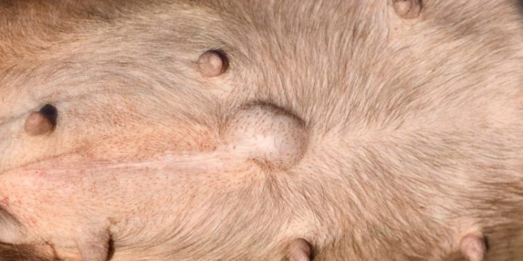 Hernias in Dogs: Types, Symptoms, & Treatments