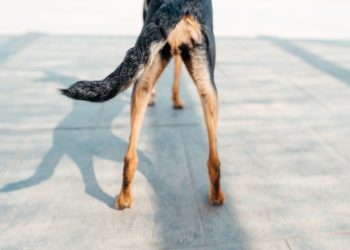 Dead Tail In Dogs: Symptoms, Causes, & Treatments