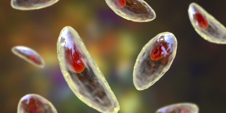 Toxoplasmosis In Dogs: Symptoms, Causes, & Treatments