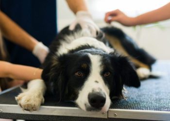 Colitis in Dogs: Symptoms, Causes, & Treatments