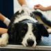 Colitis in Dogs: Symptoms, Causes, & Treatments