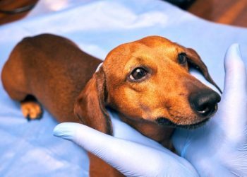 Jaundice (Yellow Skin) In Dogs: Symptoms, Causes, & Treatments