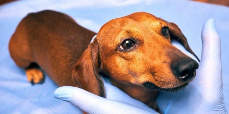 Jaundice (Yellow Skin) In Dogs: Symptoms, Causes, & Treatments