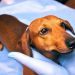 Jaundice (Yellow Skin) In Dogs: Symptoms, Causes, & Treatments