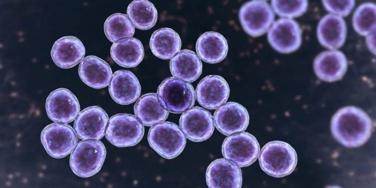 MRSA Infection in Dogs: Symptoms, Causes, & Treatments