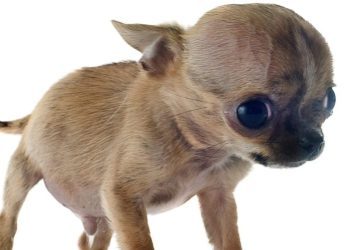 Hydrocephalus In Dogs: Symptoms, Causes, & Treatments