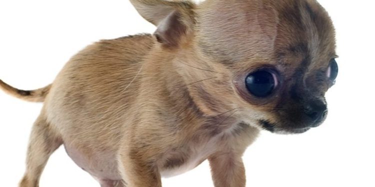 Hydrocephalus In Dogs: Symptoms, Causes, & Treatments