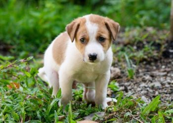 Rectal Prolapse in Dogs: Symptoms, Causes, & Treatments