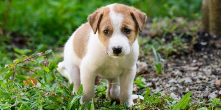 Rectal Prolapse in Dogs: Symptoms, Causes, & Treatments