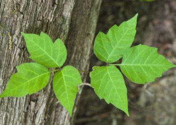 Poison Ivy & Dogs: What It Looks Like, Symptoms, & Treatment