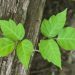 Poison Ivy & Dogs: What It Looks Like, Symptoms, & Treatment
