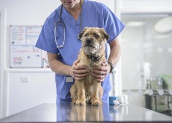 Mycoplasma Infection in Dogs: Symptoms, Causes, & Treatments