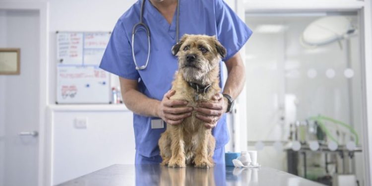 Mycoplasma Infection in Dogs: Symptoms, Causes, & Treatments