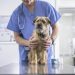 Mycoplasma Infection in Dogs: Symptoms, Causes, & Treatments