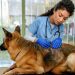 Staph Infection In Dogs: Symptoms, Causes, And Treatments