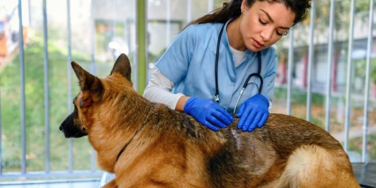 Staph Infection In Dogs: Symptoms, Causes, And Treatments
