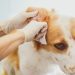 Dog Ear Mites: Symptoms, Causes, & Treatments