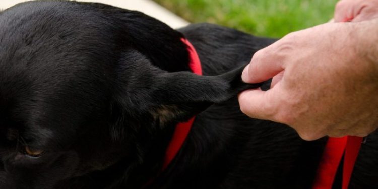 Hematomas in Dogs: Symptoms, Causes, And Treatments