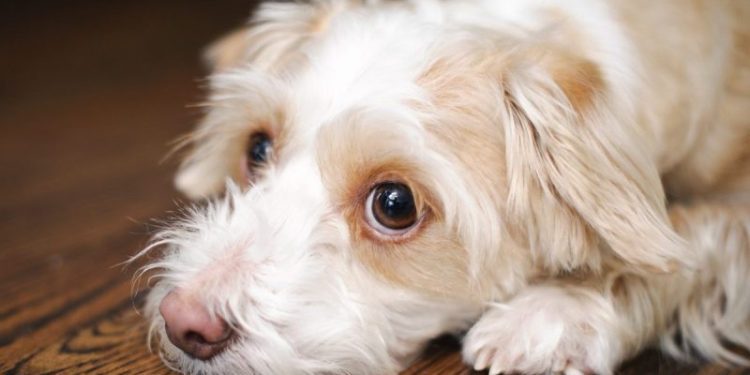 Mineral Oil For Dogs: Uses, Dosage, & Side Effects