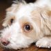 Mineral Oil For Dogs: Uses, Dosage, & Side Effects