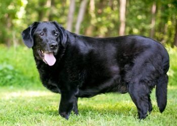 Levothyroxine For Dogs: Uses, Dosage, And Side Effects