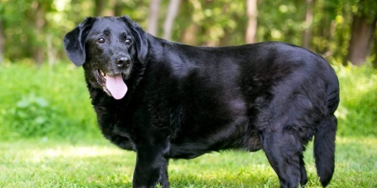 Levothyroxine For Dogs: Uses, Dosage, And Side Effects