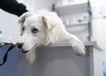 Bordetella In Dogs: Symptoms, Causes, & Treatments