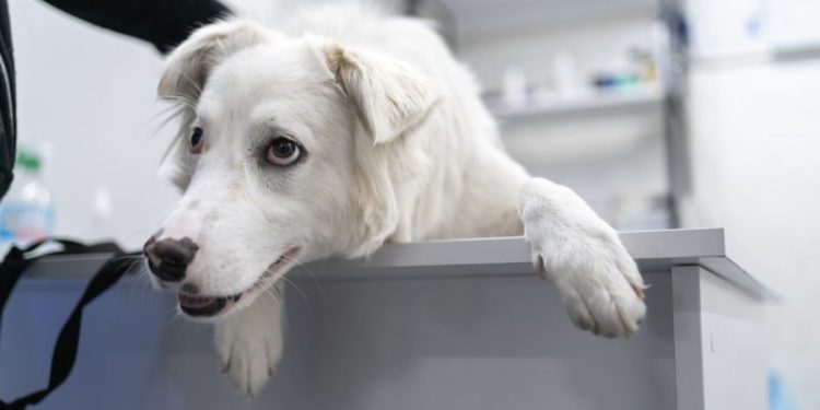 Bordetella In Dogs: Symptoms, Causes, & Treatments