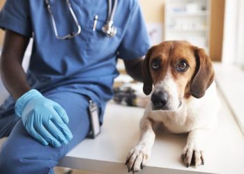 Enlarged Prostate In Dogs: Symptoms, Causes, & Treatments