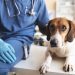 Enlarged Prostate In Dogs: Symptoms, Causes, & Treatments