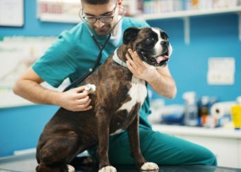 Upper Respiratory Infection In Dogs: Symptoms, Causes, & Treatments