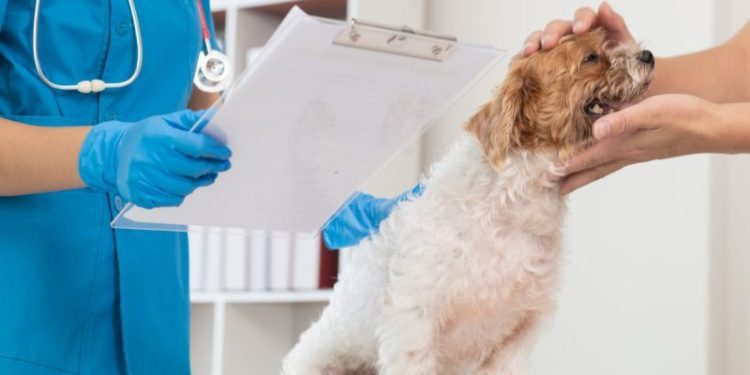 Azotemia (High Blood Nitrogen Levels) In Dogs: Symptoms, Causes, & Treatments