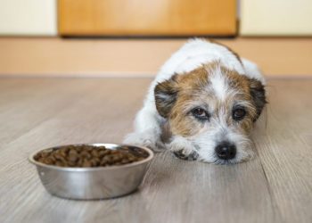 Gastroenteritis In Dogs: Symptoms, Causes, & Treatments