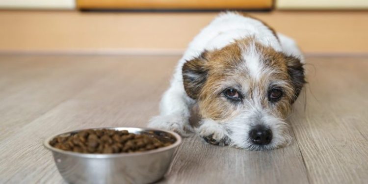 Gastroenteritis In Dogs: Symptoms, Causes, & Treatments