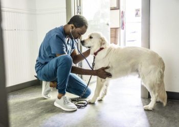 Bronchitis in Dogs: Symptoms, Causes, & Treatments