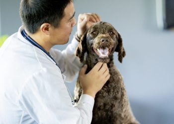 Swollen Lymph Nodes In Dogs: Symptoms, Causes, & Treatments
