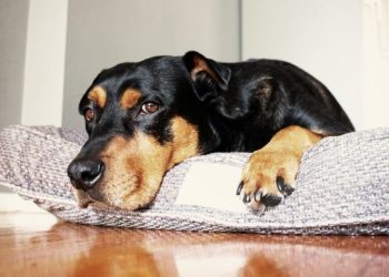 Ataxia (Loss of Balance) in Dogs: Symptoms, Causes, and Treatments