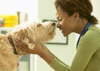 Esomeprazole For Dogs: Uses, Dosage, & Side Effects